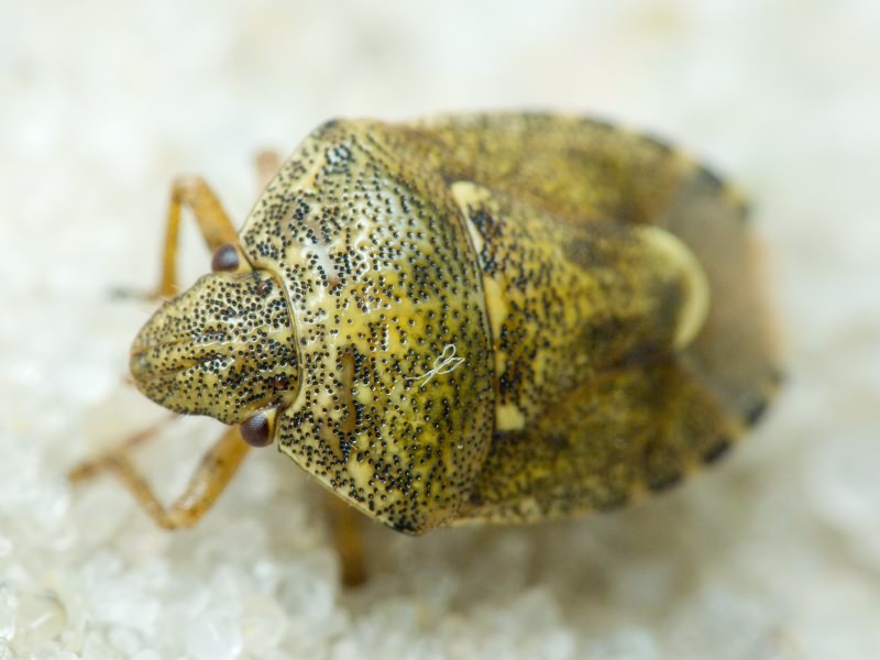 Staria lunata (Hahn, 1835)